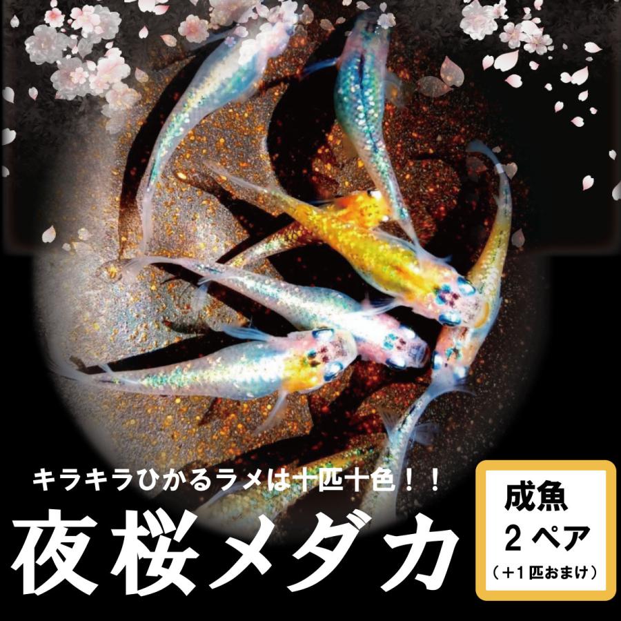 夜桜メダカ 成魚 2ペア+おまけ1匹 めだか メダカ ラメメダカ 夜桜メダカ 成魚 2ペア+おまけ1匹 めだか メダカ ラメメダカ