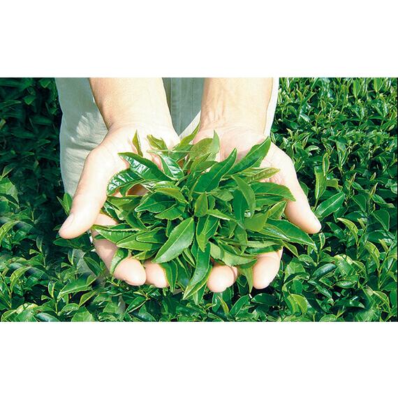 茶のしずく石鹸　60g 6個セット　新品 Amazon | 悠香のお茶せっけん 茶のしずく 60g | 茶のしずく