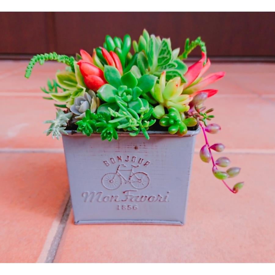 多肉植物 土のランキングtop100 人気売れ筋ランキング Yahoo ショッピング