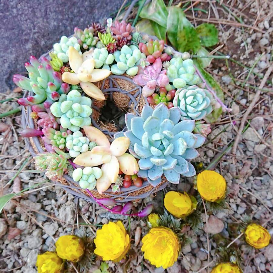 多肉植物 土のランキングtop100 人気売れ筋ランキング Yahoo ショッピング