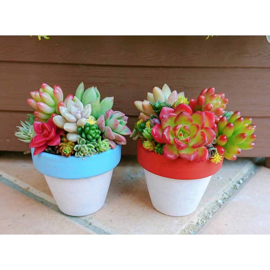 多肉植物 土のランキングtop100 人気売れ筋ランキング Yahoo ショッピング