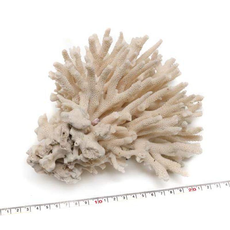 かわいい！ インテリア用珊瑚パーツ天然サンゴ A19番 知育玩具
