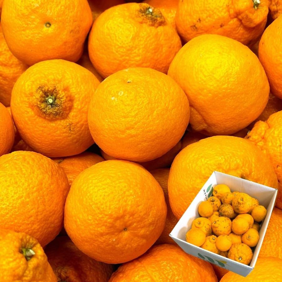 デコポン 訳あり 和歌山産 10kg 国産 でこぽん 不知火 しらぬい 柑橘