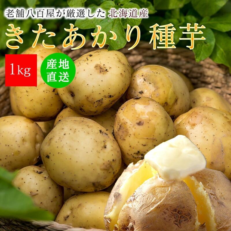 種芋 きたあかり 1kg じゃがいも 大きさ おまかせ じゃが芋 北海道産 国産（Yahoo!・みさわのやさい）