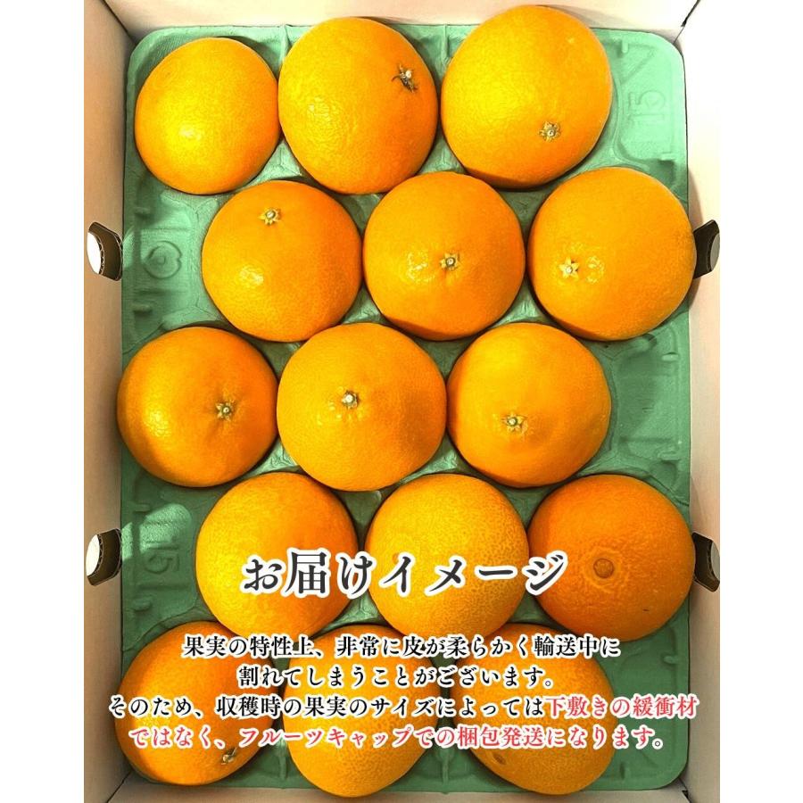 まどんな ミニサイズ 2kg 訳あり ご家庭用 サイズ不揃い 愛媛県産 果実