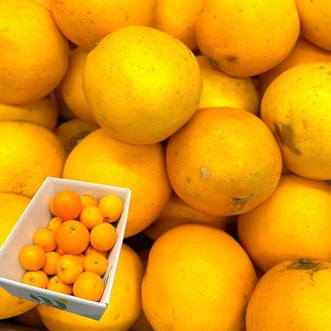 ネーブル オレンジ 国産 訳あり 広島県産 10kg 不揃い ヤケ傷あり : み