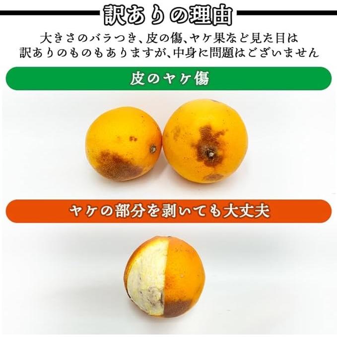 ネーブル オレンジ 国産 訳あり 広島県産 10kg 不揃い ヤケ傷あり : み