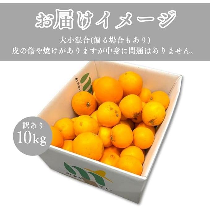ネーブル オレンジ 国産 訳あり 広島県産 10kg 不揃い ヤケ傷あり : み