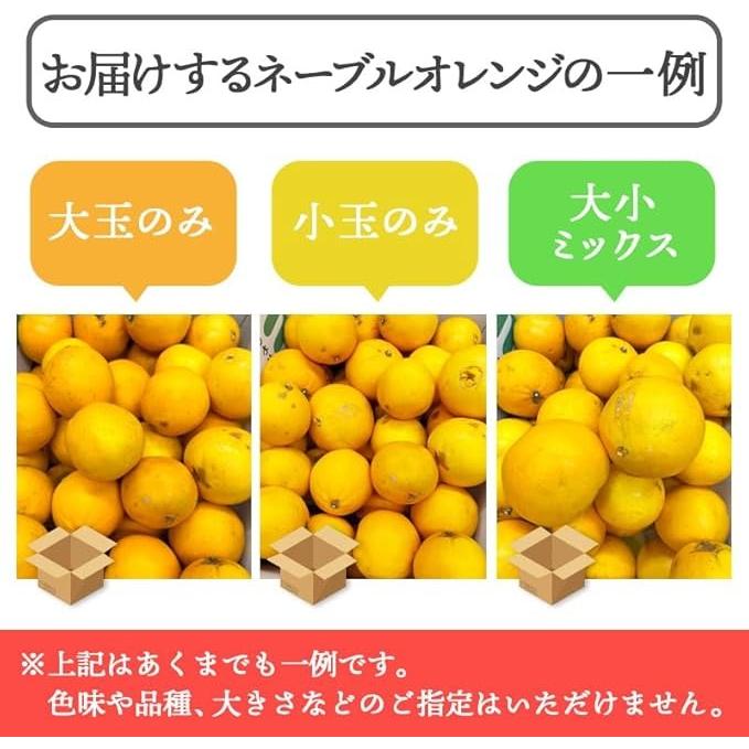 ネーブル オレンジ 国産 訳あり 広島県産 5kg 不揃い ヤケ傷あり : み