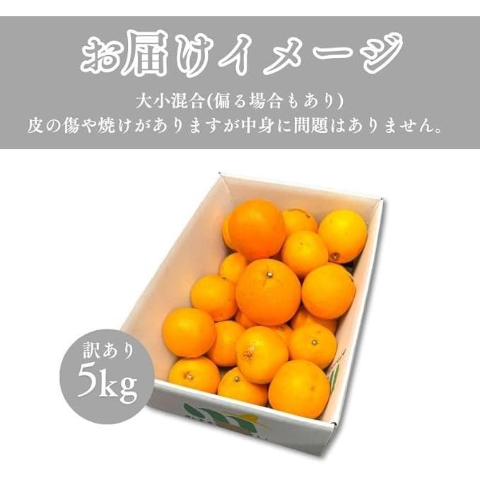 ネーブル オレンジ 国産 訳あり 広島県産 5kg 不揃い ヤケ傷あり : み
