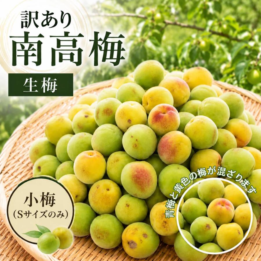 南高梅 生梅 小梅 青、黄色混ざり 訳あり Sサイズ おまかせ 和歌山県