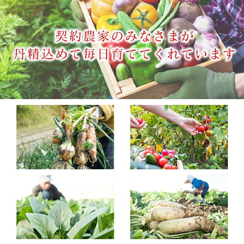 南高梅 生梅 完熟梅 青梅 訳あり サイズ混合 M~3L おまかせ 和歌山県