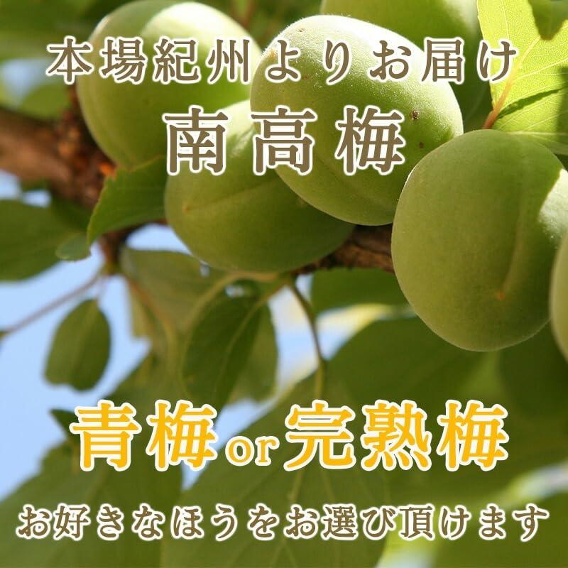 南高梅 生梅 完熟梅 青梅 訳あり サイズ混合 M~3L おまかせ 和歌山県