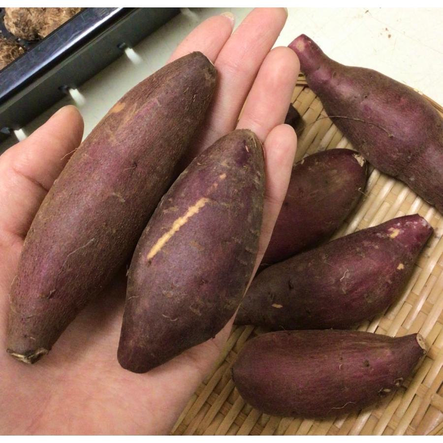 お手頃価格 送料無料 もったいない野菜セット 訳あり 規格外の野菜の詰め合わせ 北海道 沖縄は別途送料 Wantannas Go Id