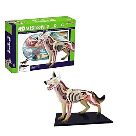 【お買い得！】 Vision 4D 特別価格Tedco Dog Model好評販売中 Anatomy オブジェ、置き物