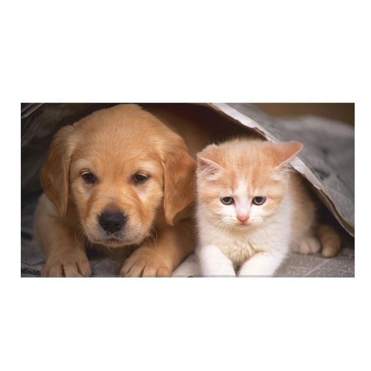 ペット 犬 猫 食器 フードボール ステンレス食器 ペットボウル 餌入れ ウォーターボウル 可愛い ペット グッズ 猫 小型犬 中型犬 小動物 宅配便送料無料 Pet Micmic By Victoria 通販 Yahoo ショッピング