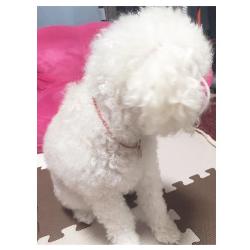 首輪 犬 おしゃれ 中型犬 小型犬 本革 かわいい 犬首輪 犬の首輪 猫用首輪 ペット ネックレス 手作り オーダーメイド 送料無料 Pet Micmic By Victoria 通販 Yahoo ショッピング