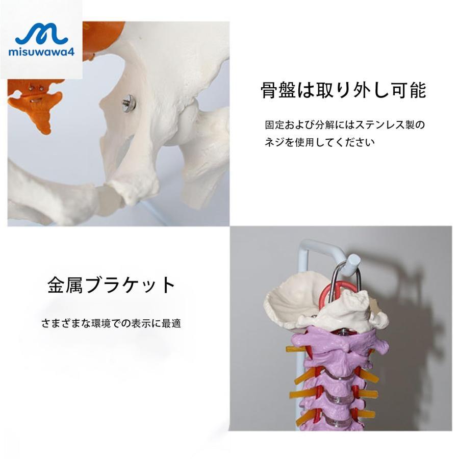 脊髄骨盤模型 実物大 色付きの柔軟な脊椎解剖モデル 折り曲げ可能 人体模型