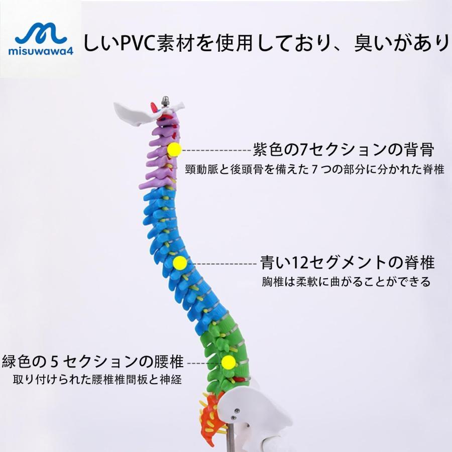 脊髄骨盤模型 実物大 色付きの柔軟な脊椎解剖モデル 折り曲げ可能 人体模型