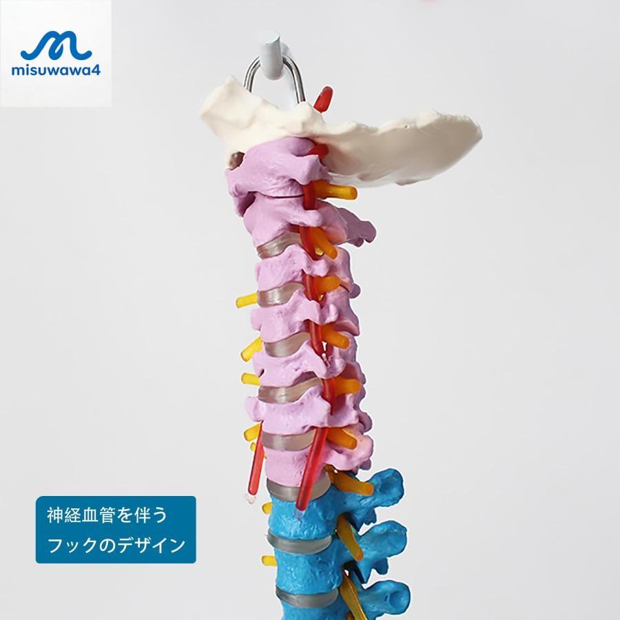 脊髄骨盤模型 実物大 色付きの柔軟な脊椎解剖モデル 折り曲げ可能 人体模型