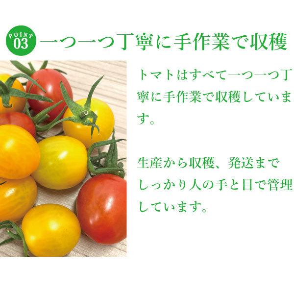 直送 高知 四万十みはら菜園 カラフルミニトマト アイコ 1kg 高知 トマト アイコ 産地直送 お取り寄せ Aikotomato 土佐の圀 三谷屋 ヤフー店 通販 Yahoo ショッピング
