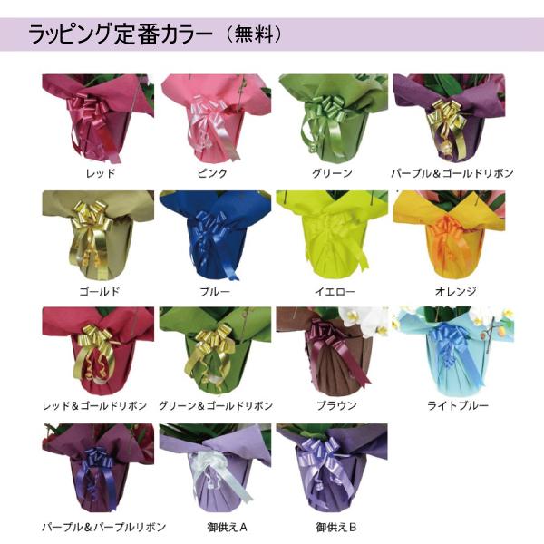 胡蝶蘭　白赤リップ大輪　３本立ち　４２輪以上(つぼみ込み)（一部地域配送不可）_1