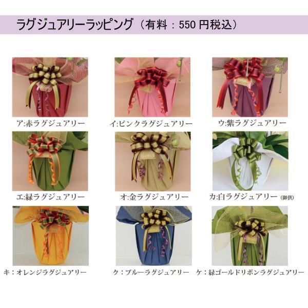 胡蝶蘭　白赤リップ大輪　３本立ち　４２輪以上(つぼみ込み)（一部地域配送不可）_2