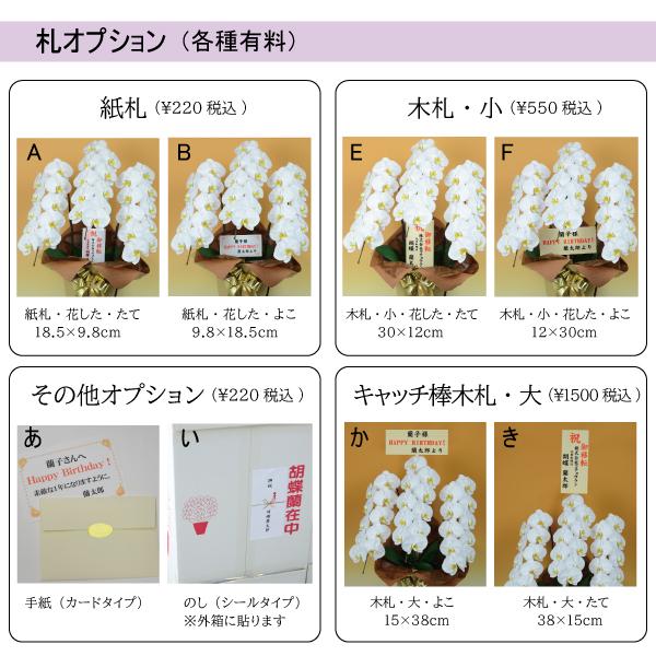 胡蝶蘭　白赤リップ大輪　３本立ち　４２輪以上(つぼみ込み)（一部地域配送不可）_3