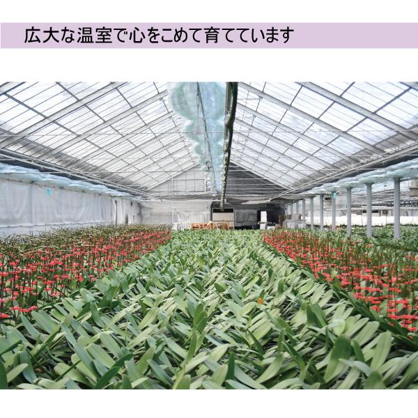 胡蝶蘭　白赤リップ大輪　３本立ち　４２輪以上(つぼみ込み)（一部地域配送不可）_4