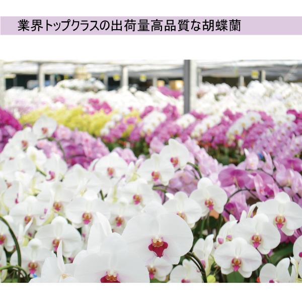胡蝶蘭　白赤リップ大輪　３本立ち　４２輪以上(つぼみ込み)（一部地域配送不可）_5