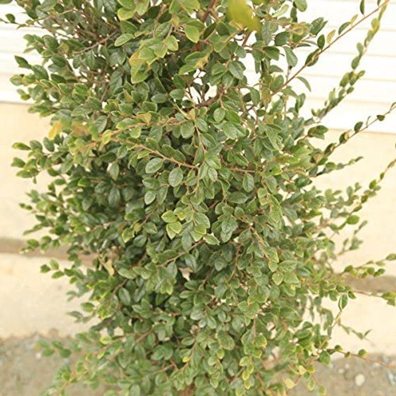 庭木：白花トキワマンサク 常磐万作 ときわまんさく* 樹高：約150ｃｍ 全高：約160ｃｍ 佐川急便発送 常磐万作 ときわまんさく* 樹高：約150ｃｍ 全高：約160ｃｍ 佐川急便発送 　