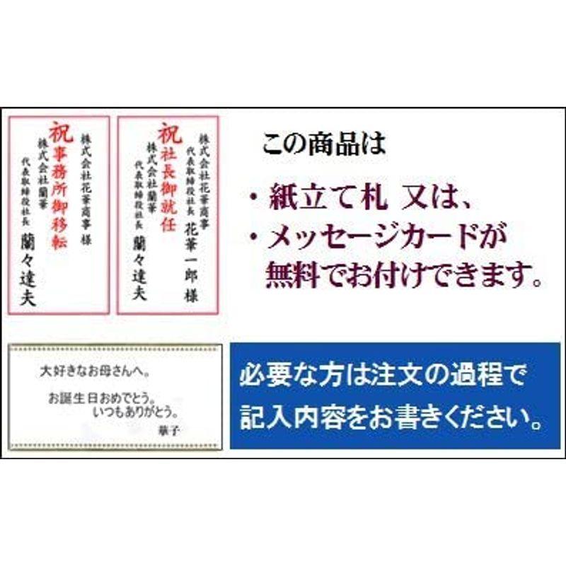 [即日発送] 開店祝い 花 胡蝶蘭 ずらっと並んでも引けをとらない豪華胡蝶蘭 期日指定可能商品 【8534792431】(30515円)