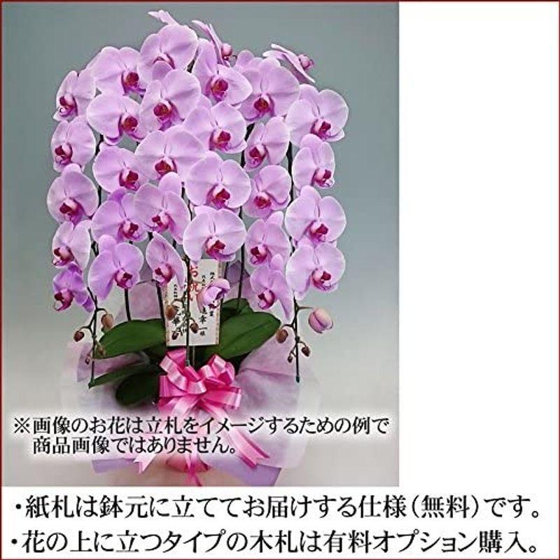 [即日発送] 開店祝い 花 胡蝶蘭 ずらっと並んでも引けをとらない豪華胡蝶蘭 期日指定可能商品 【8534792431】(30515円)