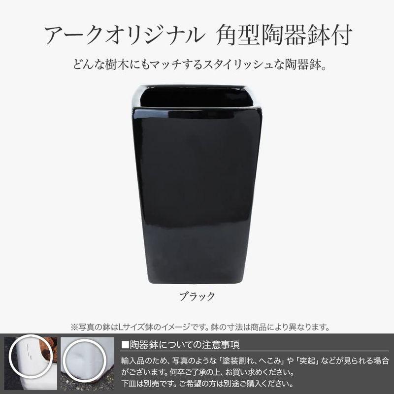 【超美品】 七夕飾り 笹 竹 造花 人工 大型 バンブー(竹)Ｌ 200cm 黒鉢（陶器製） 和モダン 七夕 笹 飾り フェイクグリーン 人工観葉植物 【MYK9402658978】(33618円)