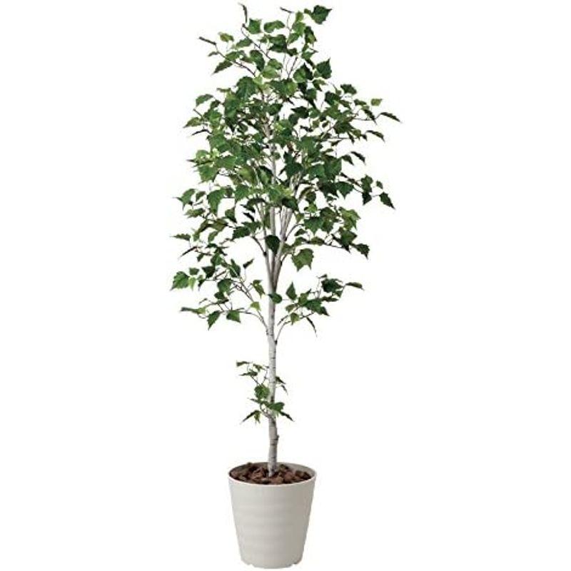 【最終値下げ】 光触媒 人工観葉植物 光の楽園 白樺シングル1.8m 421A300 【KUE7490125210】(26780円)