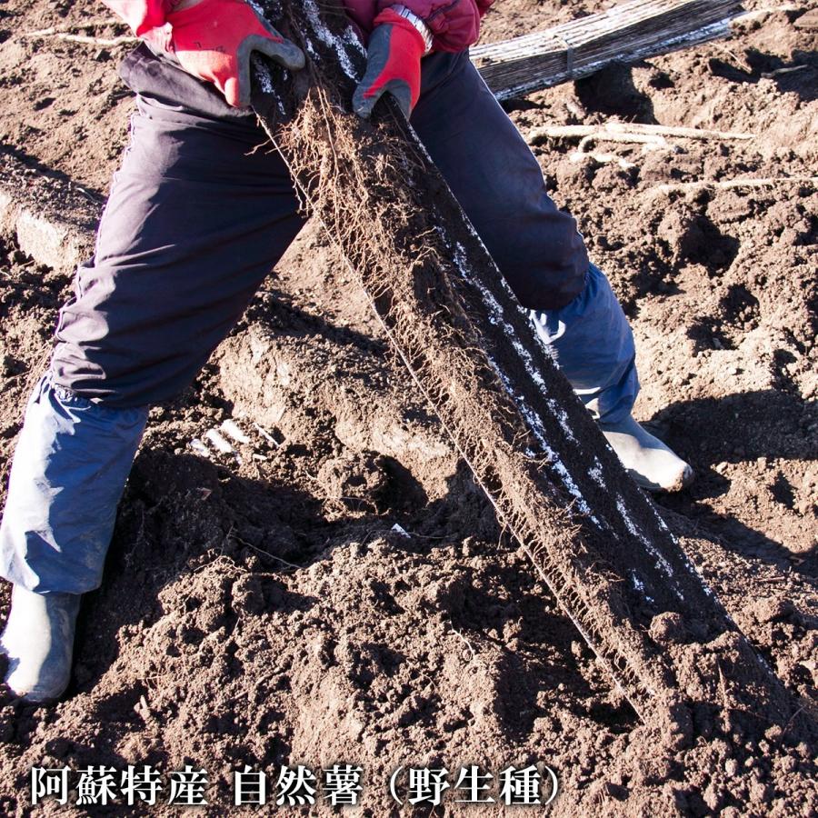 2024 【冷蔵】 自然薯 1.4kg お得サイズ 熊本 阿蘇 ギフト プレゼント 山芋 縁起物 山菜の王者　岩下自然薯農園＜毎週火曜と土曜の発送＞【冷凍品同梱不可】｜mitinoekiaso｜04