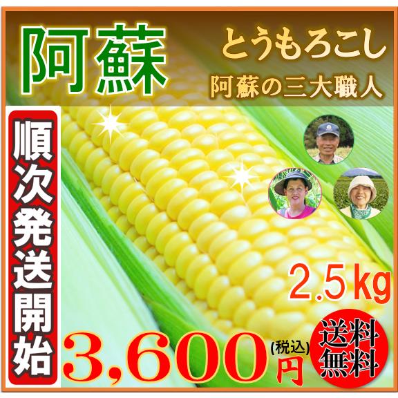 とうもろこし 熊本 阿蘇 お中元 ギフト　プレゼント 送料無料 スイートコーン 2.5kg｜mitinoekiaso