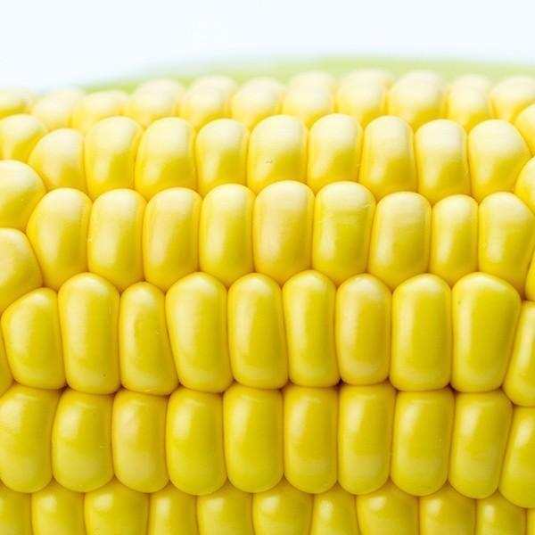 8月5日まで！ 】 とうもろこし トウモロコシ 熊本 阿蘇 2025年