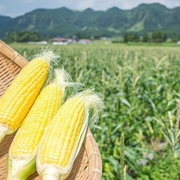 【大好評！予約販売中！】とうもろこし トウモロコシ　熊本 阿蘇 2024年 お中元 ギフト 贈答 送料無料 朝採れ 入数 ９〜１６本 スイートコーン 4.0kg｜mitinoekiaso