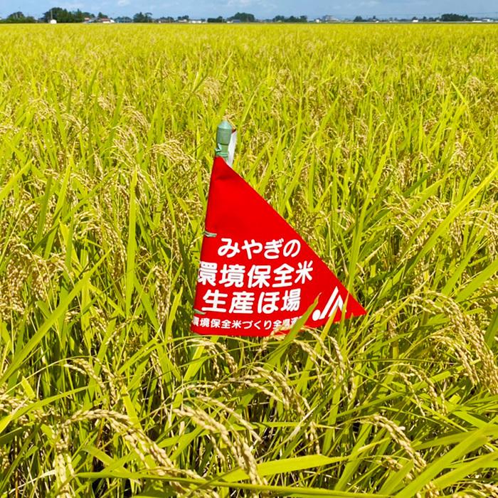 令和5年産【厳選米】特別栽培 宮城県産 環境保全米 ひとめぼれ