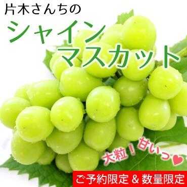 LCフレッシュマスカット セット 楽天市場】【ふるさと納税】【先行受付】【糖度18度以上】 糸島