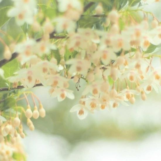 はちみつ 国産 蜂蜜 ハチミツ 純粋 非加熱 花々の雫 瓶タイプ 1.2kg