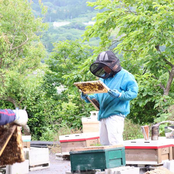 はちみつ 国産 蜂蜜 ハチミツ 純粋 非加熱  花々の雫 瓶タイプ 2.4kg  天然 生はちみつ 無添加 国産100% 蜂蜜 ハチミツ  ギフト みつばちのーと_4