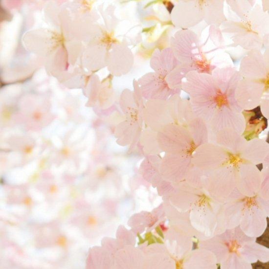 はちみつ 国産 蜂蜜 ハチミツ 純粋 非加熱 さくらの雫 チューブタイプ