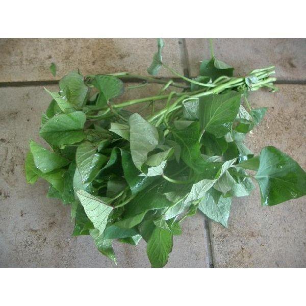 サツマイモ苗「紅あずま」（切苗1000本）[品種名：ベニアズマ] - 通販