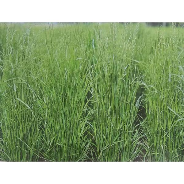 本命ギフト イタリアンライグラス種 ワセホープ 1kg タキイ種苗 牧草種子 栽培用 わせほーぷ