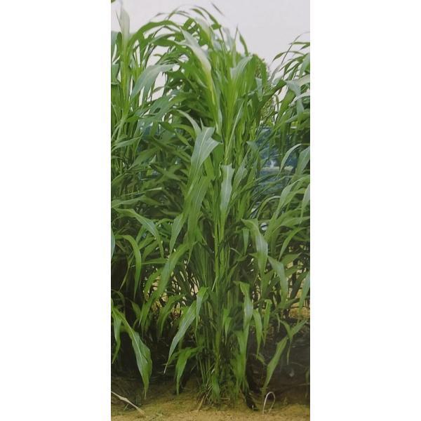 生牧草ギニアグラス 通販 生牧草ギニアグラス
