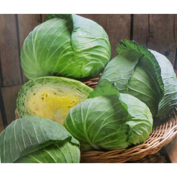 キャベツ種 r龍月 00粒 栽培用 生産者向け 甘藍 きゃべつ 種子 葉菜 人気ブランドを Www Casascordeiro Com Br