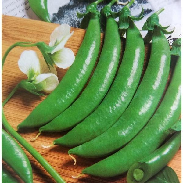 超ポイント祭 期間限定 エンドウマメ種 グルメ 18ml 栽培用 種子 スナップエンドウ えんどうまめ 豌豆 タキイ