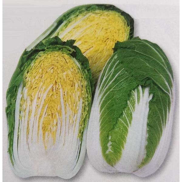 全品最安値に挑戦 ハクサイ種 黄ごころ85 1 2ml 栽培用 種子 白菜 はくさい タキイ